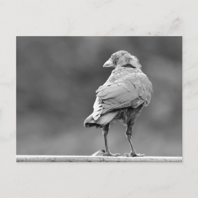 Black Crow Postcard (Front)