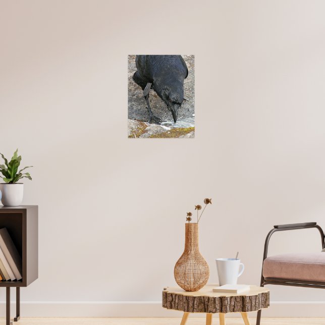 Black Crow Taking a Drink Photographic Poster (Living Room 3)