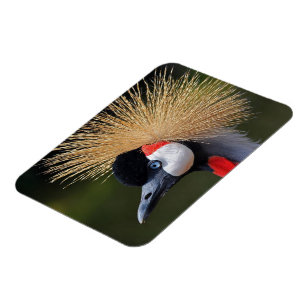 Black crowned crane magnet
