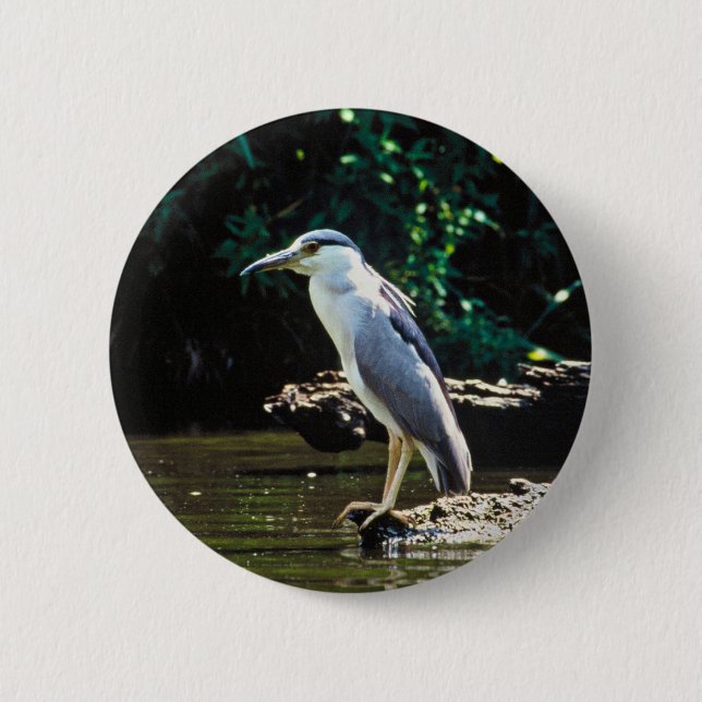 Black-crowned night heron 6 cm round badge (Front)