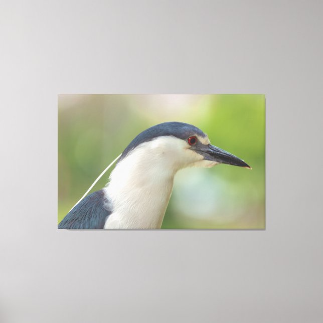 Black-crowned Night Heron  Canvas Print (Front)