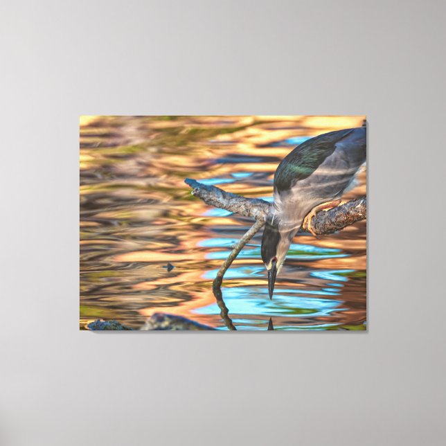 Black-crowned Night Heron Fishing Canvas Print (Front)