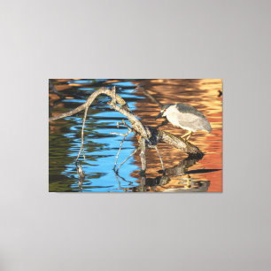 Black-crowned Night Heron on Branch Canvas Print