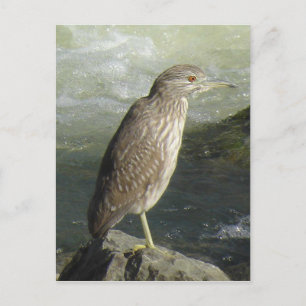 Black-crowned Night-heron Postcard