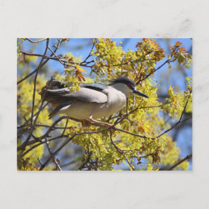 Black crowned Night Heron postcard