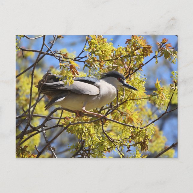Black crowned Night Heron postcard (Front)