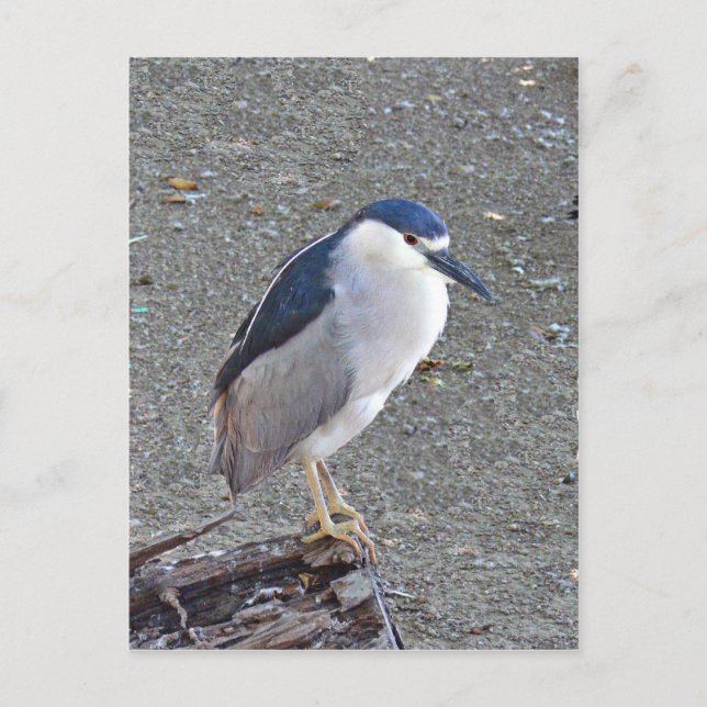 Black-crowned night heron postcard (Front)