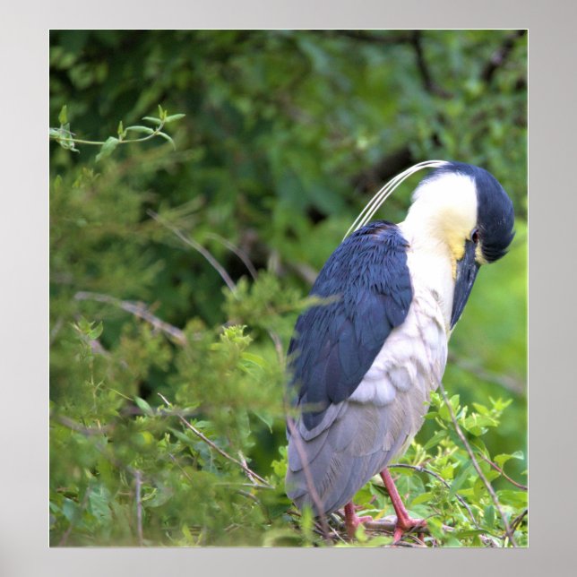 Black-crowned Night Heron Poster (Front)