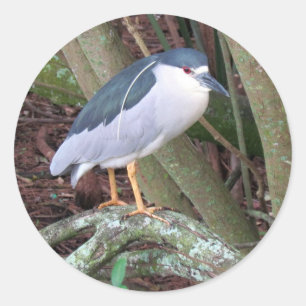 Black Crowned Night Heron sporting his white Plume Classic Round Sticker