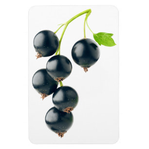 Black currants magnet