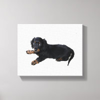 Black Dachshund Cocker Spaniel Puppy Photograph