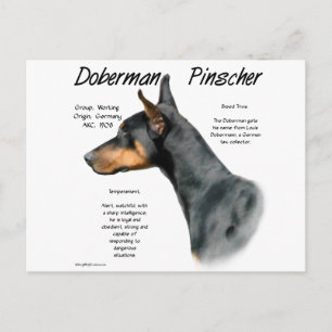 Black Doberman Pinscher History  Postcard