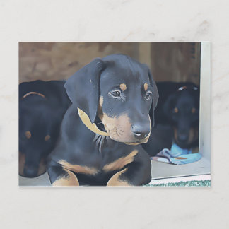 Black Doberman Puppy Postcard