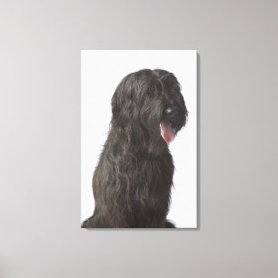 Black dog, Briard Canvas Print