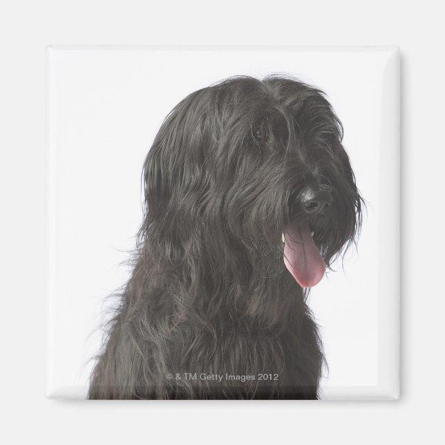 Black dog, Briard Magnet (Front)