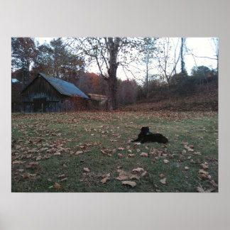 Black Dog by Autumn Barn Poster
