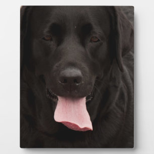 Black dog face plaque