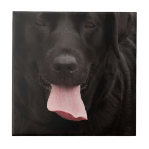 Black dog face tile