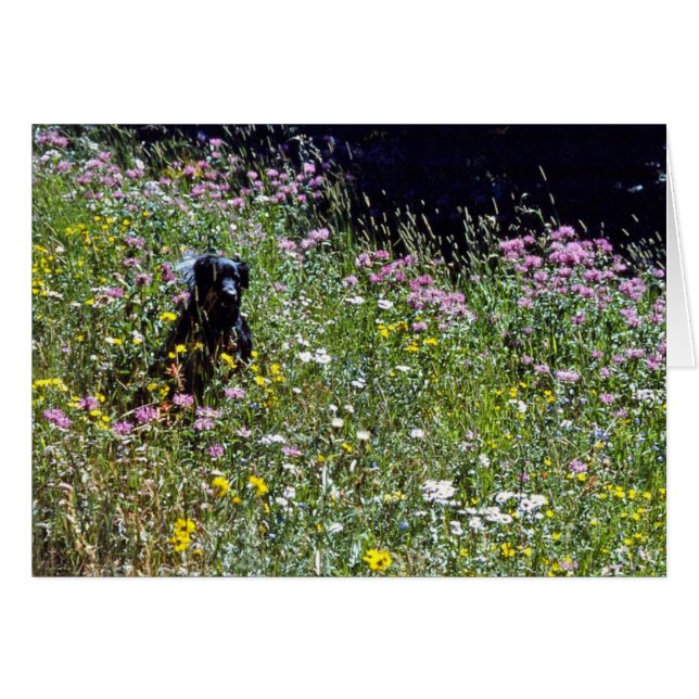 Black Dog in Flowers (Front Horizontal)