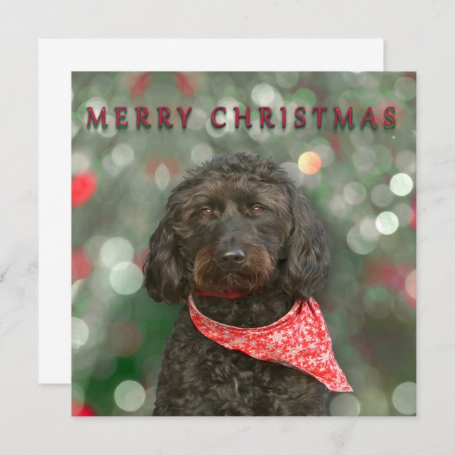 black dog labradoodle Christmas Card (Front/Back)
