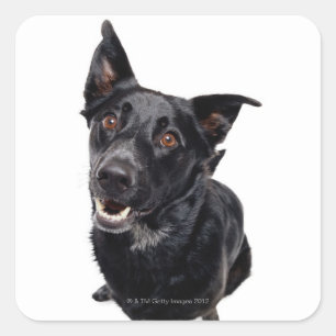 Black Dog Square Sticker