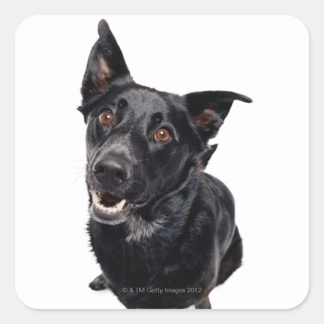 Black Dog Square Sticker (Front)
