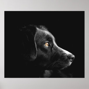 Black Dog Watching Poster