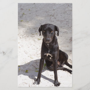 Black dog with an evil eye stationery
