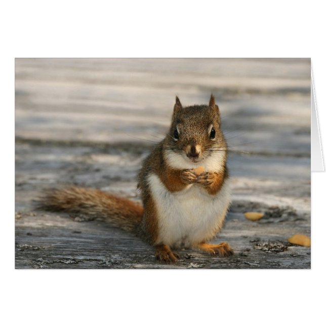 Black Duck Cove (Front Horizontal)