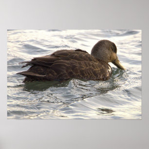 Black Duck Photo Poster