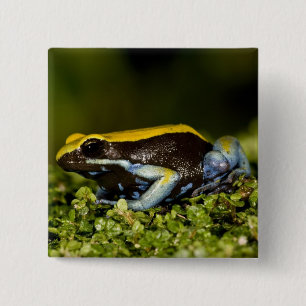 Black-eared Mantella, Mantella expectata, 15 Cm Square Badge
