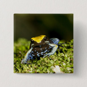 Black-eared Mantella, Mantella expectata, 2 15 Cm Square Badge