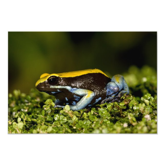 Black-eared Mantella, Mantella expectata, Photo Print (Front)