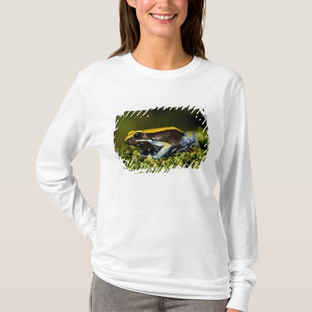 Black-eared Mantella, Mantella expectata, T-Shirt (Front)