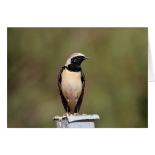 Black-eared Wheatear
