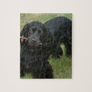 black english cocker spaniel full 2 jigsaw puzzle