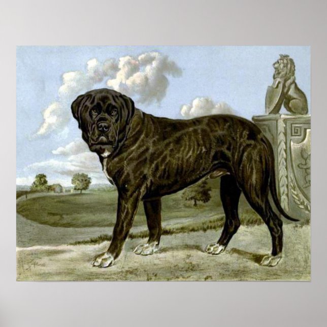 Black English Mastiff Poster (Front)