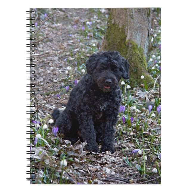 Black English Springer Spaniel Notebook (Front)