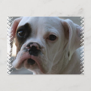 Black Eyed Boxer Dog Postcard