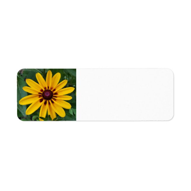 Black-eyed Susan (Front)