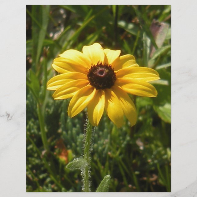 black-eyed susan (Front)