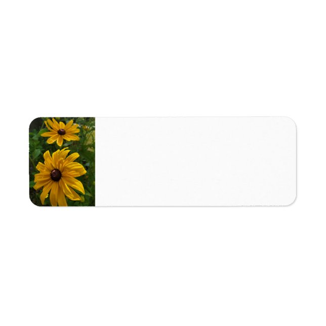 Black-eyed Susan (Front)