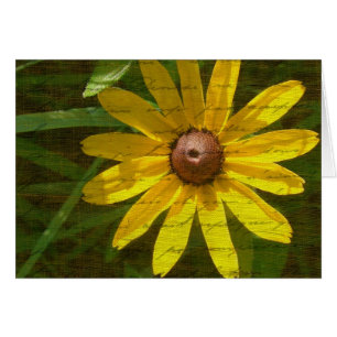 Black-Eyed Susan