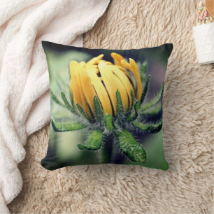 Black Eyed Susan Awakening   Cushion