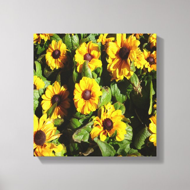 Black Eyed Susan Canvas Print (Front)