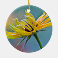 Black-eyed Susan
