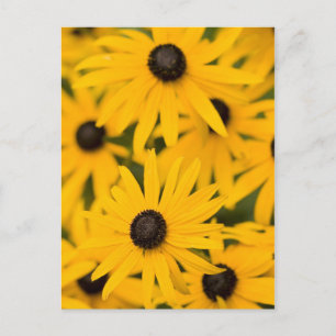 Black-eyed Susan Daisies Postcard