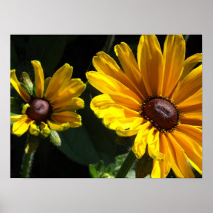Black Eyed Susan Daisies Poster
