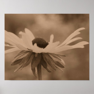 Black Eyed Susan Daisy Flower In Vintage Sepia Poster