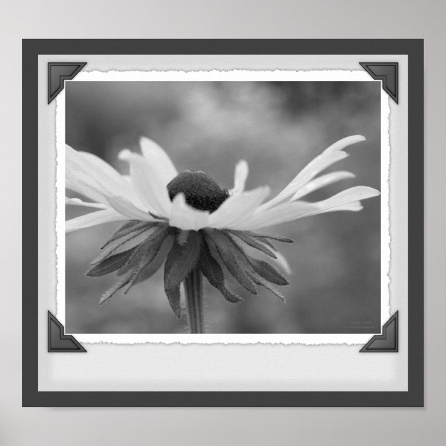 Black Eyed Susan Floral Black And White Snapshot Poster (Front)
